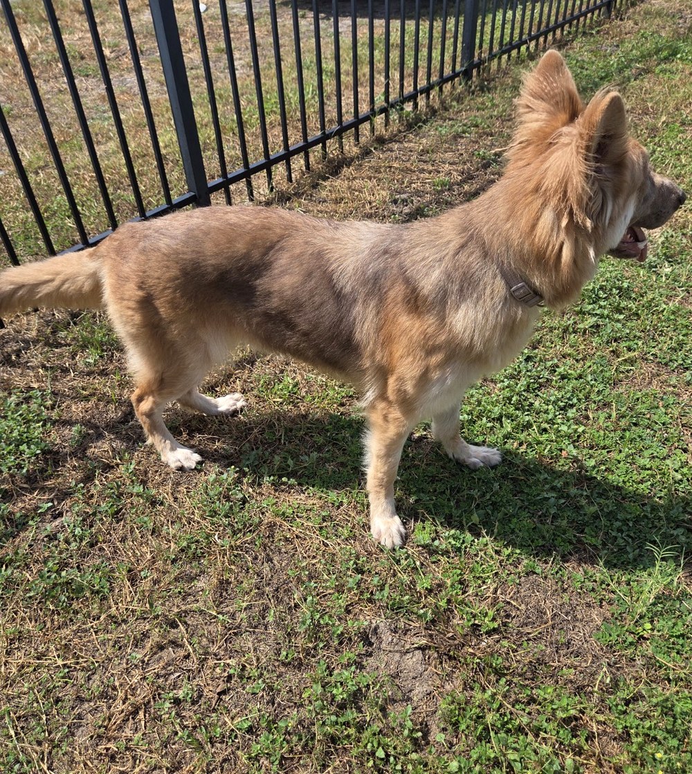 Ava at Ocala German Shepherds