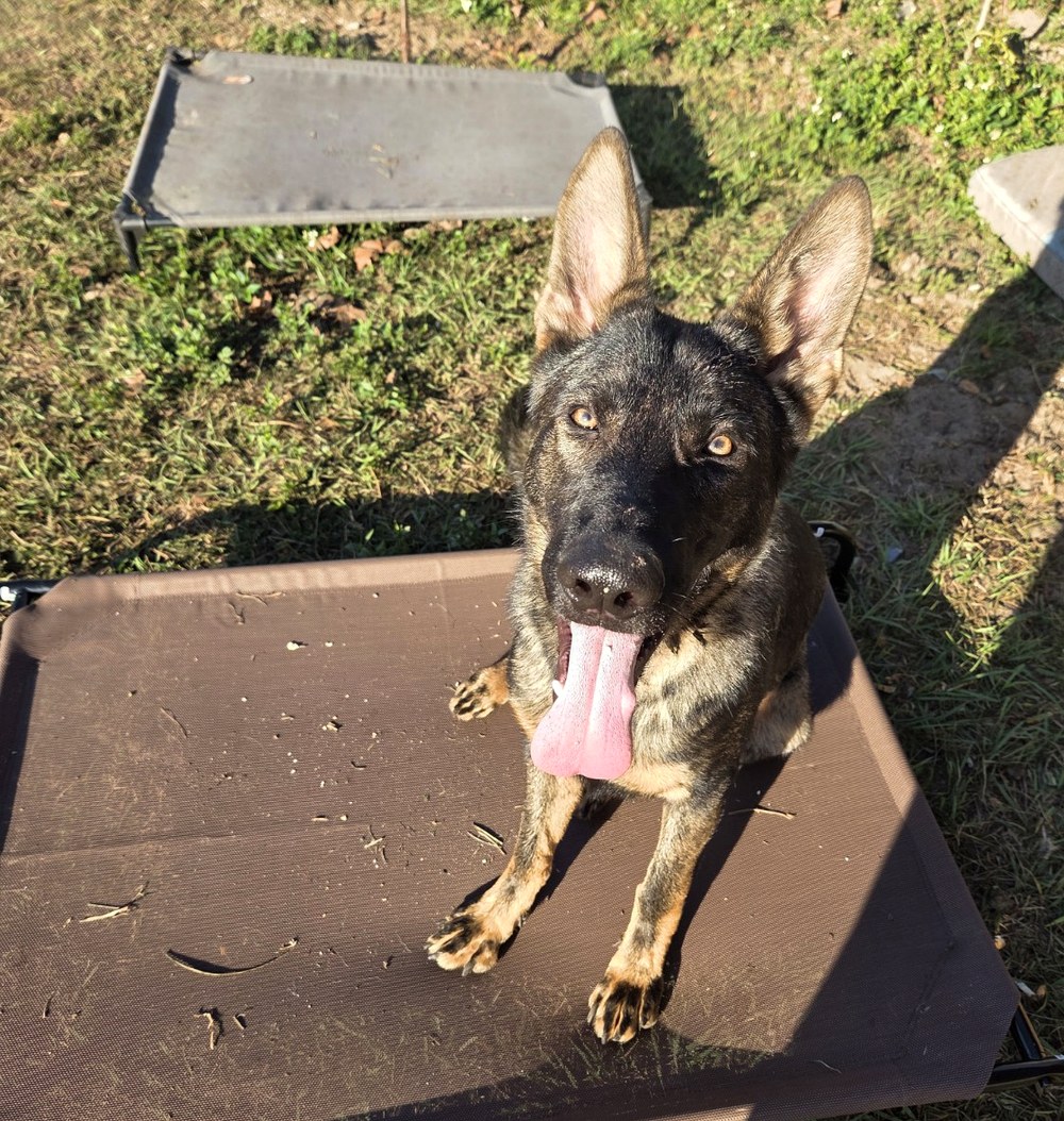 Max at Ocala German Shepherds