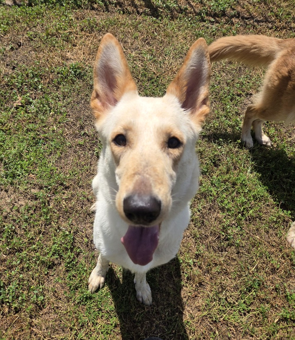 Polar at Ocala German Shepherds